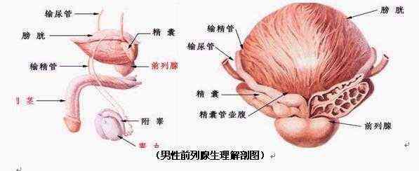 前列腺